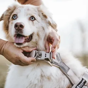 Non-Stop Dogwear Trekking line harness CLIP'N Sand