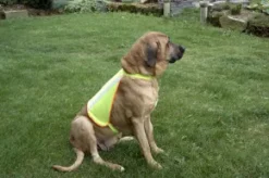 Reflexväst till hund
