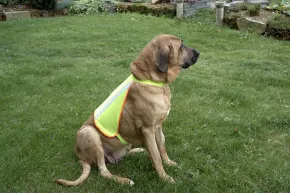 Reflexväst till hund