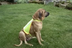 Reflexväst till hund
